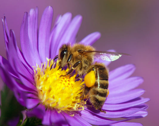 Bee Pollen: Nature’s Tiny Powerhouse