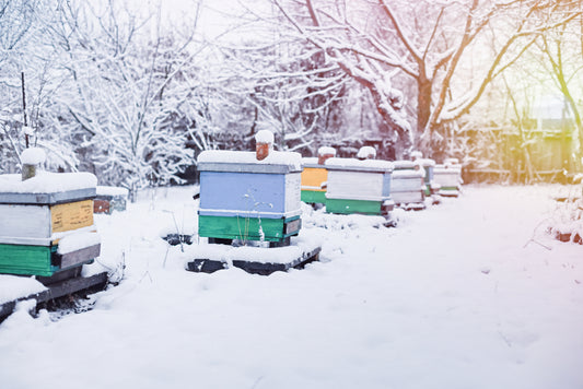 Beehives in winter