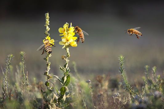 The Bee-utiful Grind: A Day in the Life of Bella the Worker Bee