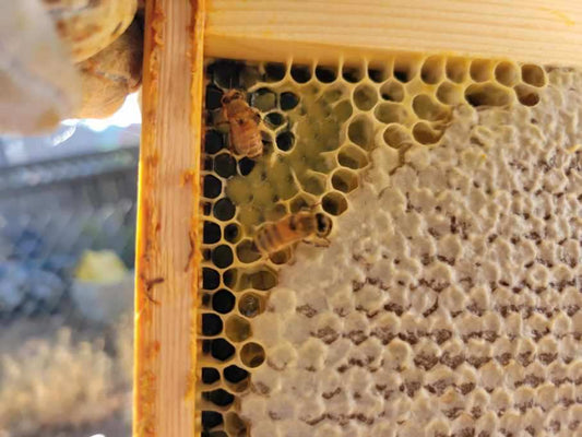 beehive propolis draw comb honey worker bees