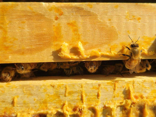 Beehive worker bees on frame Cardovan Honey Bees