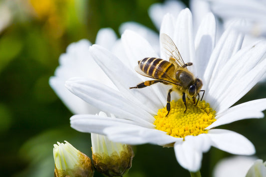 Why We Need Bees