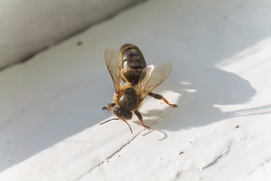Buzzworthy Secrets Unveiled: 10 Things We Bet You Didn’t Know About Queen Bees
