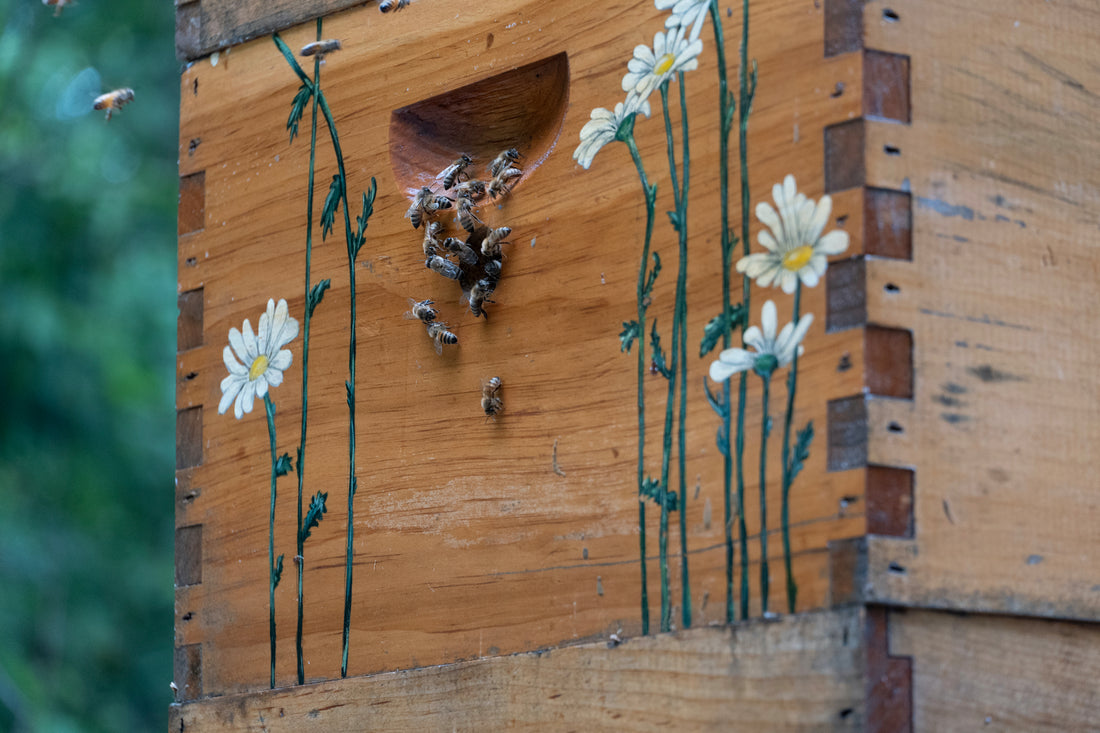 5 Reasons to Start a Beehive